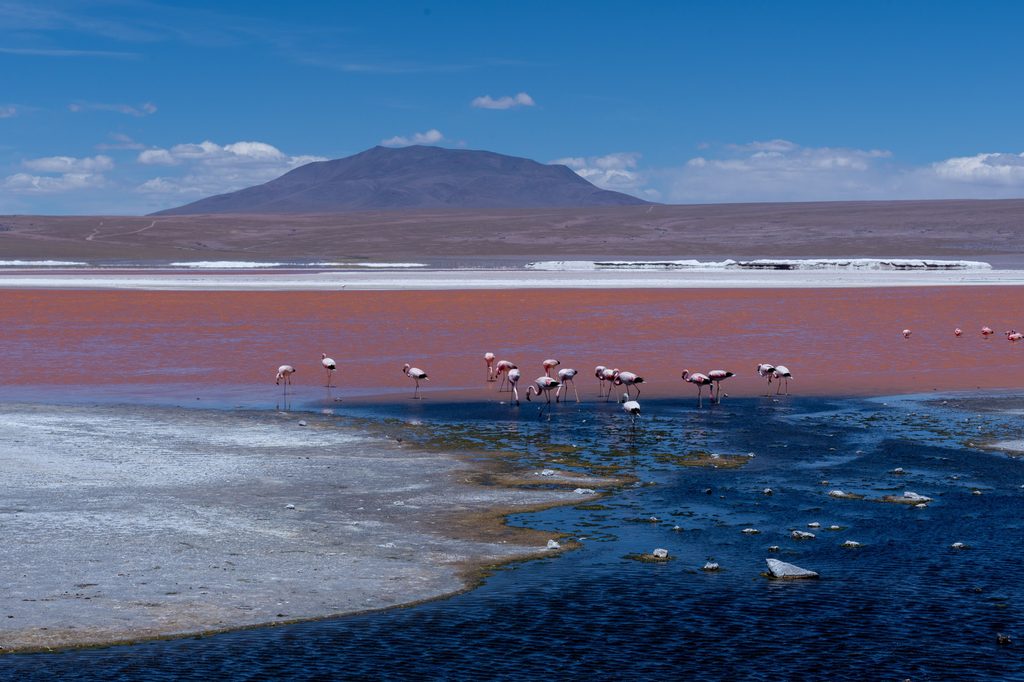 Laguna Colorada, Bolivia
