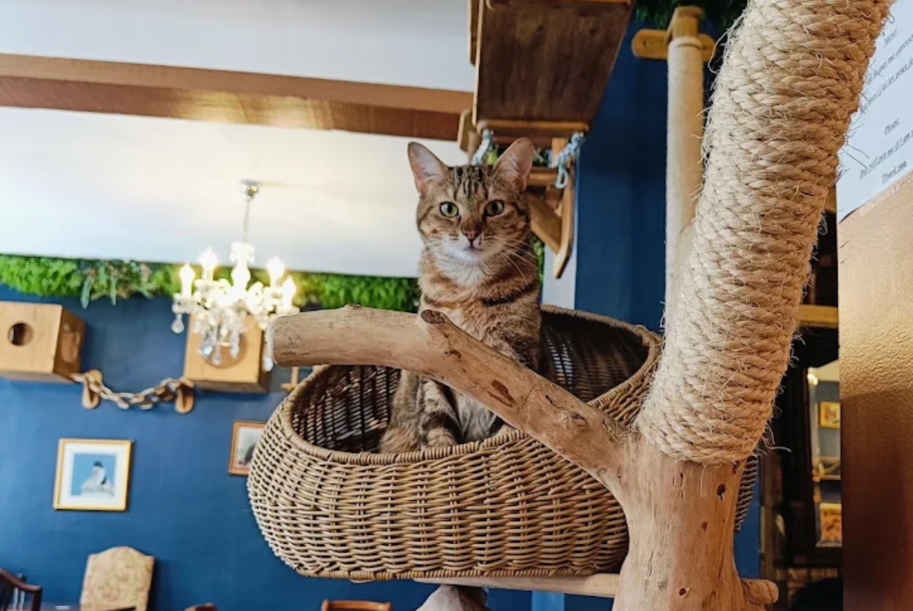 Le Cafe des Chats — Paris, France