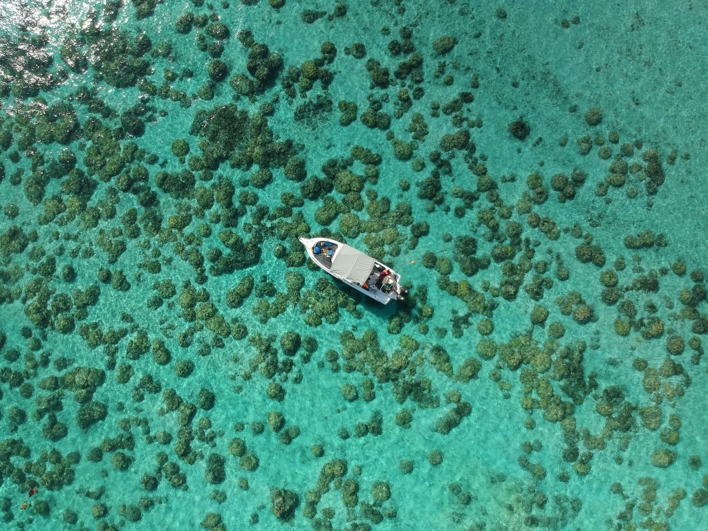 15 Photos So Beautiful You’ll Forget to Scroll Coral Reef