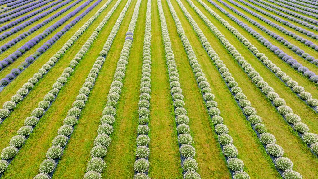 15 Photos So Beautiful You’ll Forget to Scroll Lavender Field