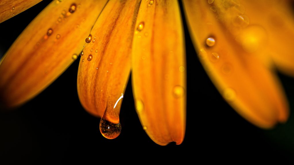 15 Photos So Beautiful You’ll Forget to Scroll macro flower water drops