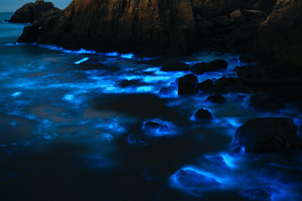 15 Photos So Beautiful You’ll Forget to Scroll Bioluminescent Waves