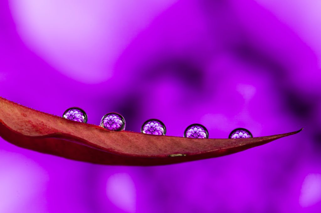 15 Photos So Beautiful You’ll Forget to Scroll macro flower water drops