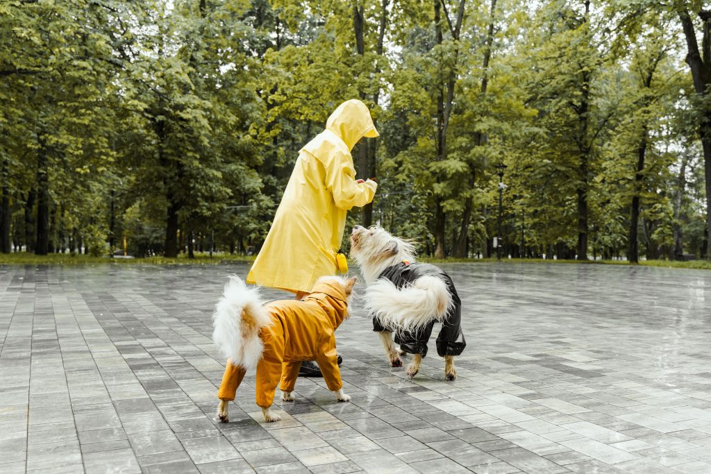 Running Through Puddles with Your Dog